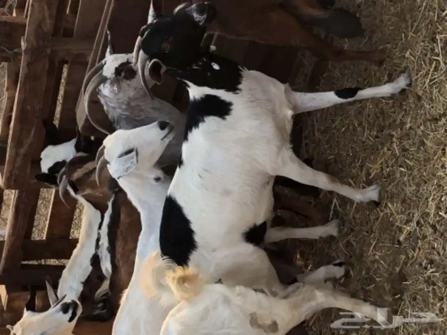 معزا بيشيه  (image 7)