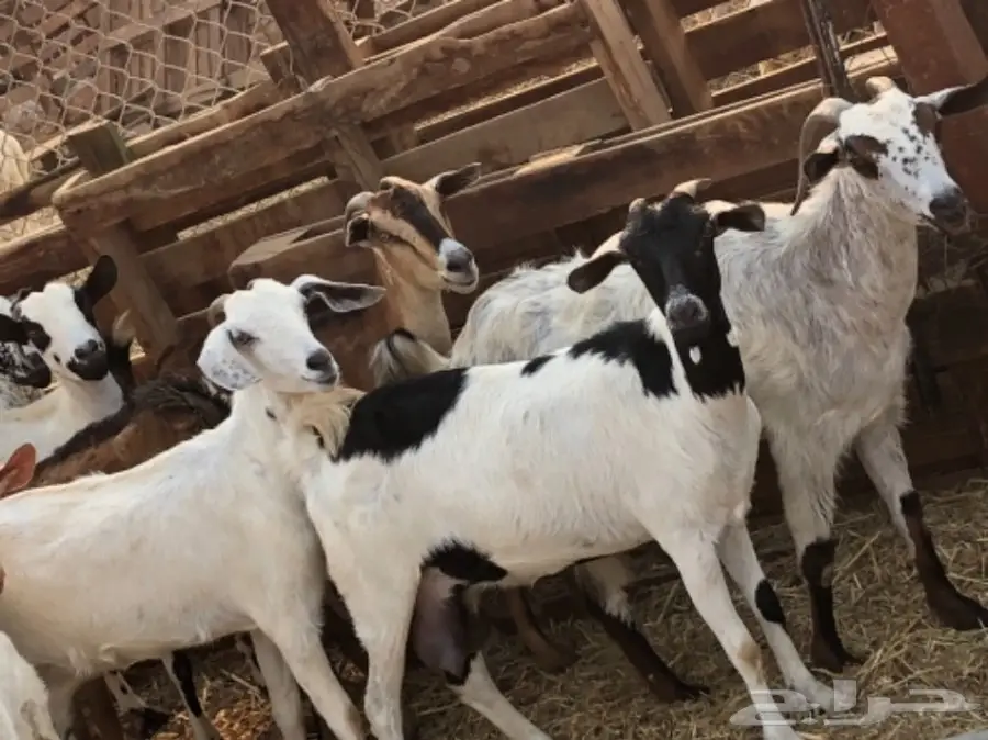 معزا بيشيه  (image 8)