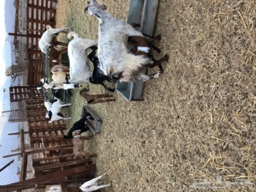 معزا بيشيه  (image 11)