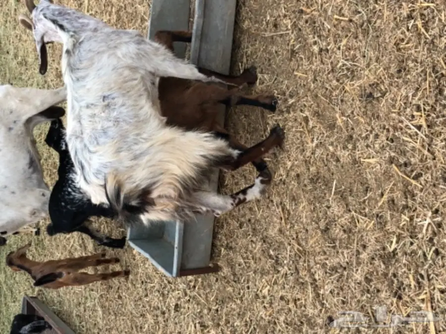 معزا بيشيه  (image 13)