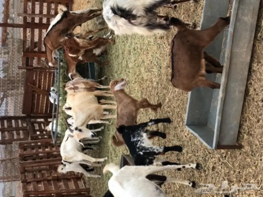 معزا بيشيه  (image 15)