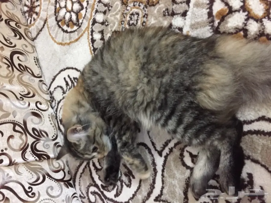 قطة للببع ب 150 ريال