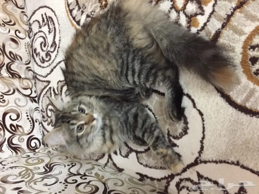 قطة للببع ب 150 ريال (image 1)