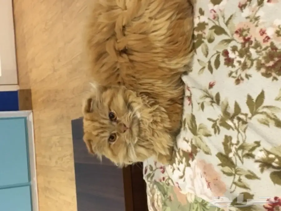 قطط للتبني مع بعض 