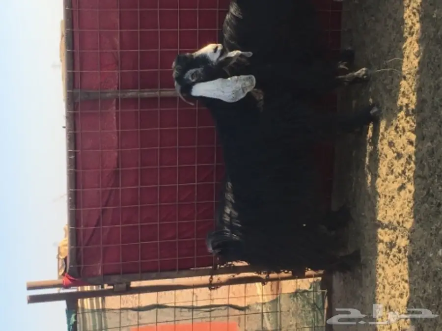 عنز مضرعع للبيع 