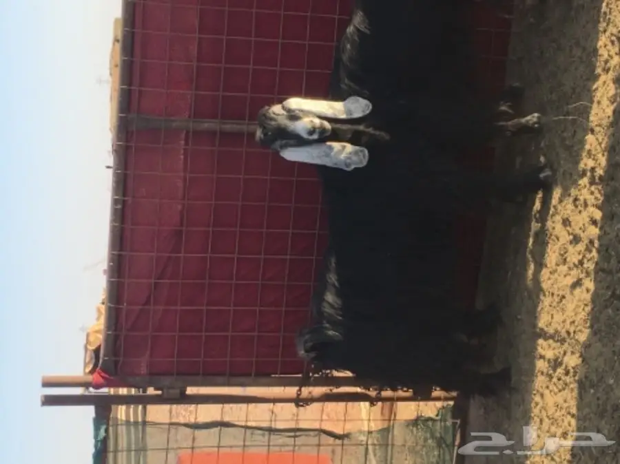 عنز مضرعع للبيع  (image 1)