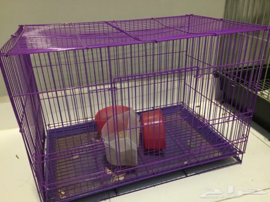 ببغاء كروان للبيع 