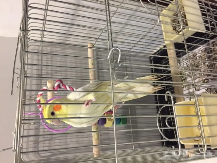 ببغاء كروان للبيع  (image 1)