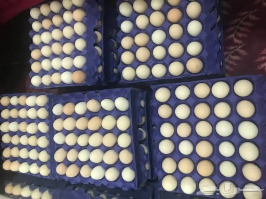 بيض بلدي للبيع 