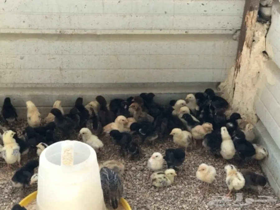 صوص بلدي وفيومي 