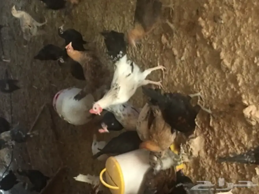 دجاج بلدي (image 1)