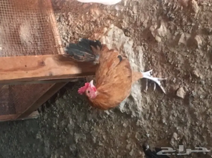 دجاج بلدي (image 2)