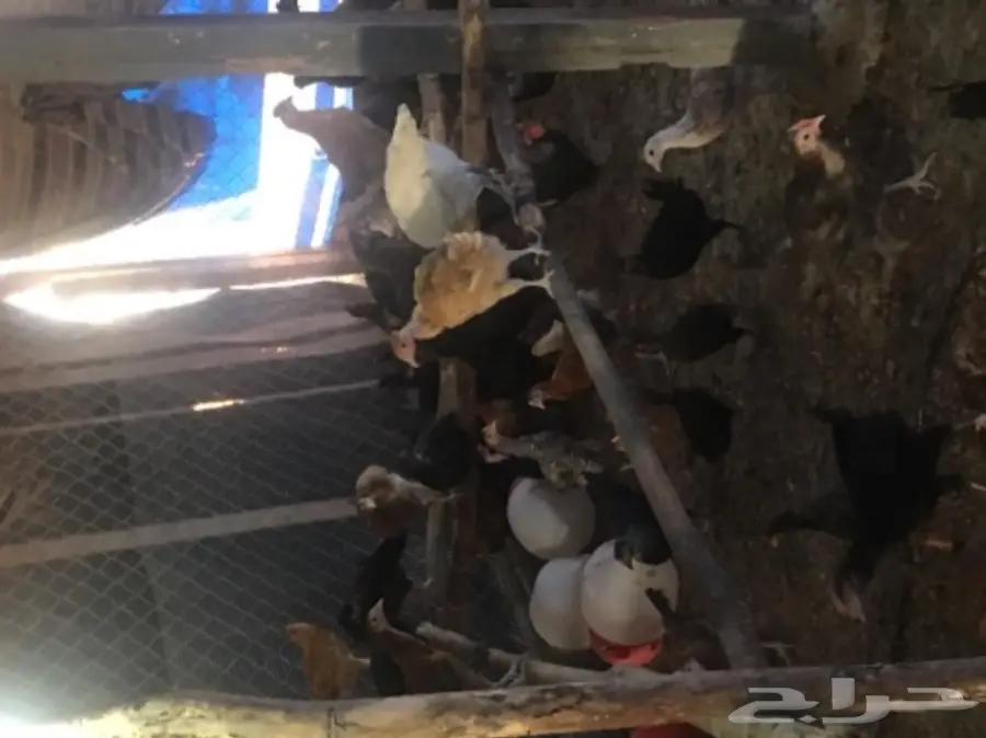 دجاج بلدي (image 6)