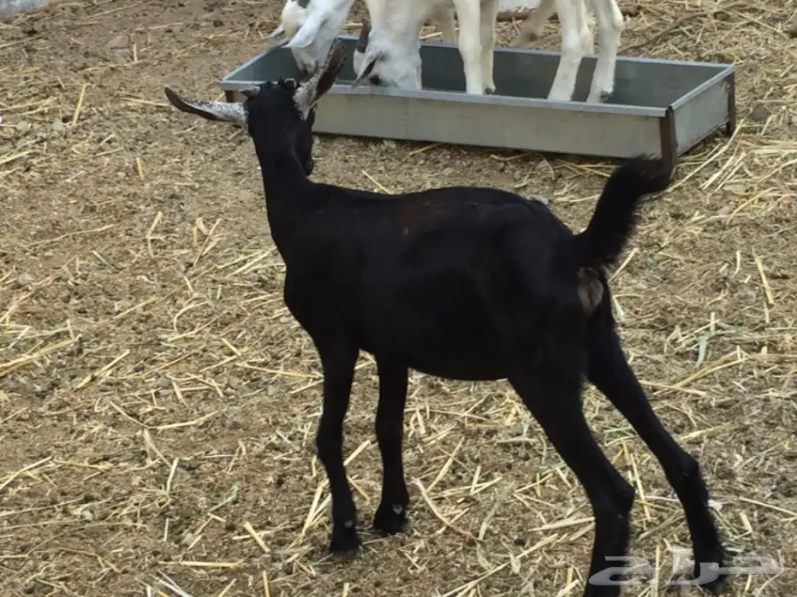 جفره بيشيه عمره 3 أشهر ونص حقت ثلاجه 