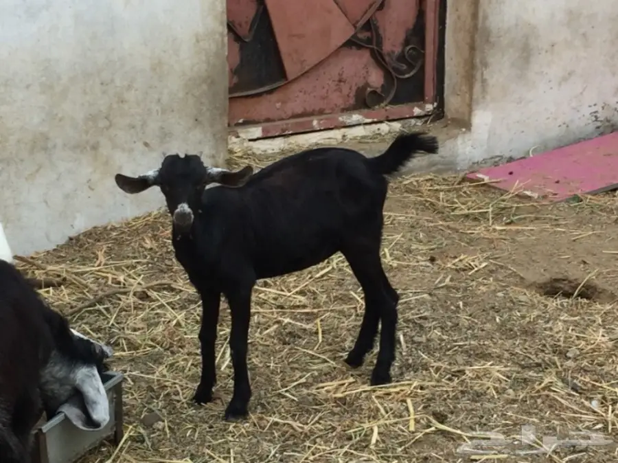 جفره بيشيه عمره 3 أشهر ونص حقت ثلاجه  (image 1)