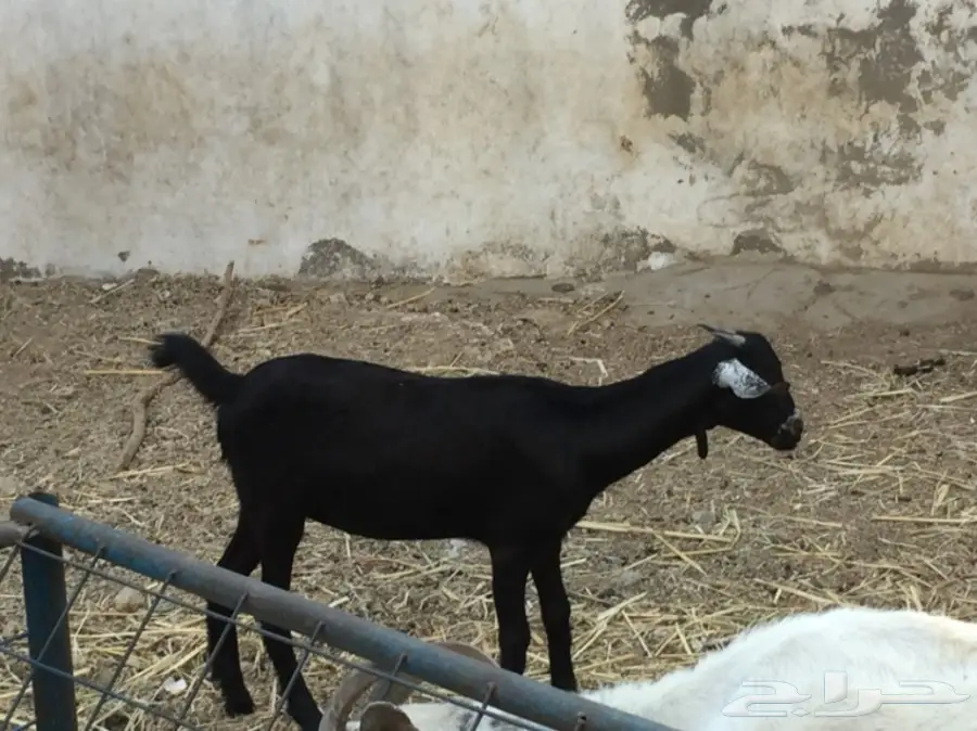 جفره بيشيه عمره 3 أشهر ونص حقت ثلاجه  (image 2)