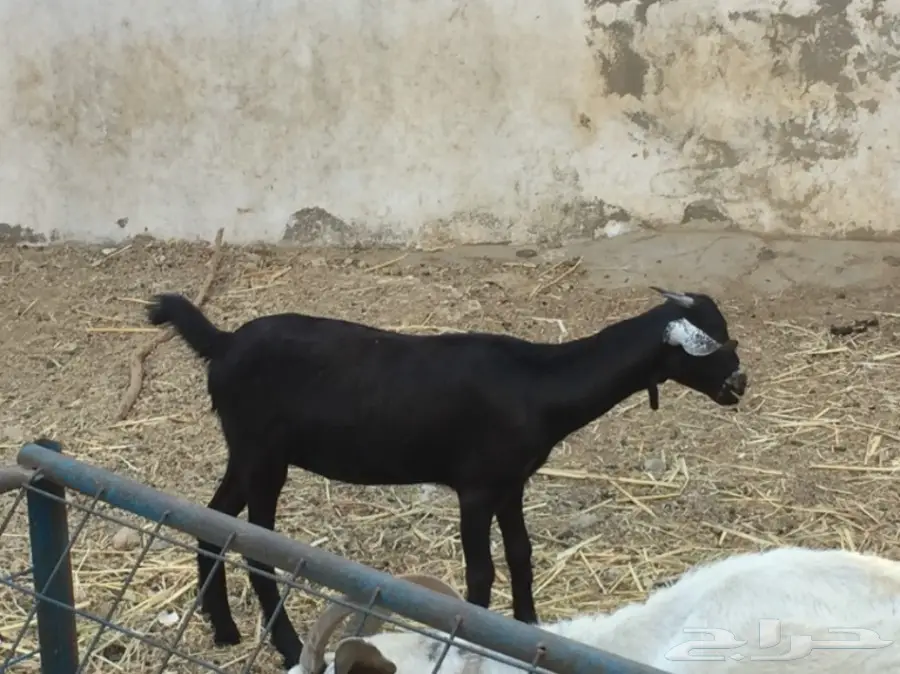 جفره بيشيه عمره 3 أشهر ونص حقت ثلاجه  (image 3)