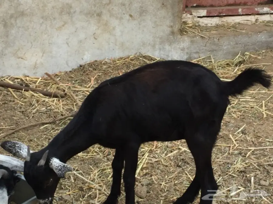 جفره بيشيه عمره 3 أشهر ونص حقت ثلاجه  (image 4)