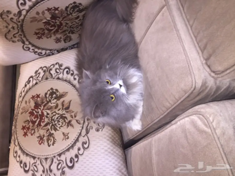 للبيع قطه شرازيه (image 1)