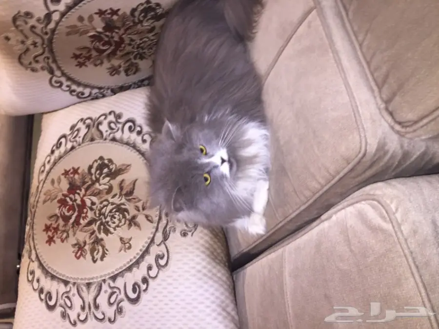للبيع قطه شرازيه (image 2)