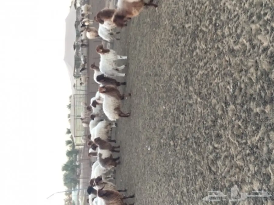 بهم نعيم طيبة مغلقة شحم 