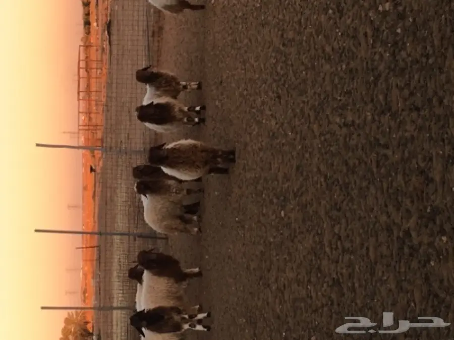 بهم نعيم طيبة مغلقة شحم  (image 1)