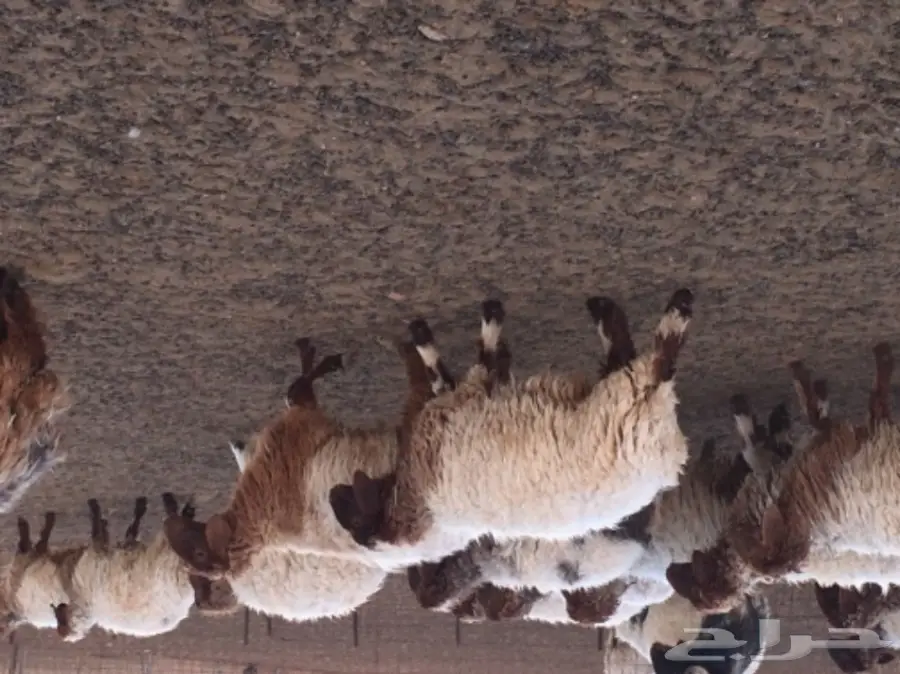 بهم نعيم طيبة مغلقة شحم  (image 2)