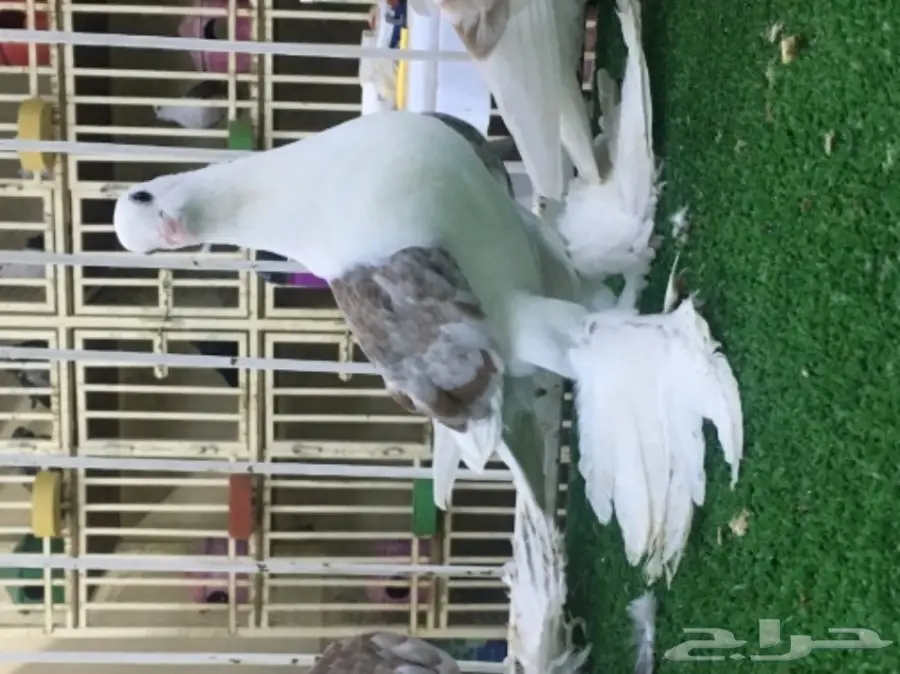 ساكسون بار (image 2)