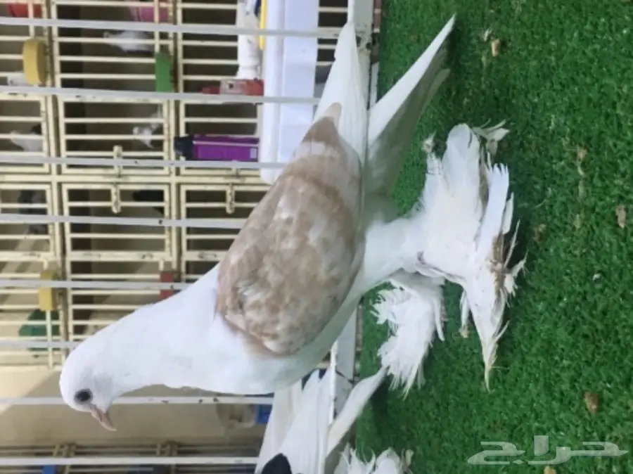 ساكسون بار (image 4)