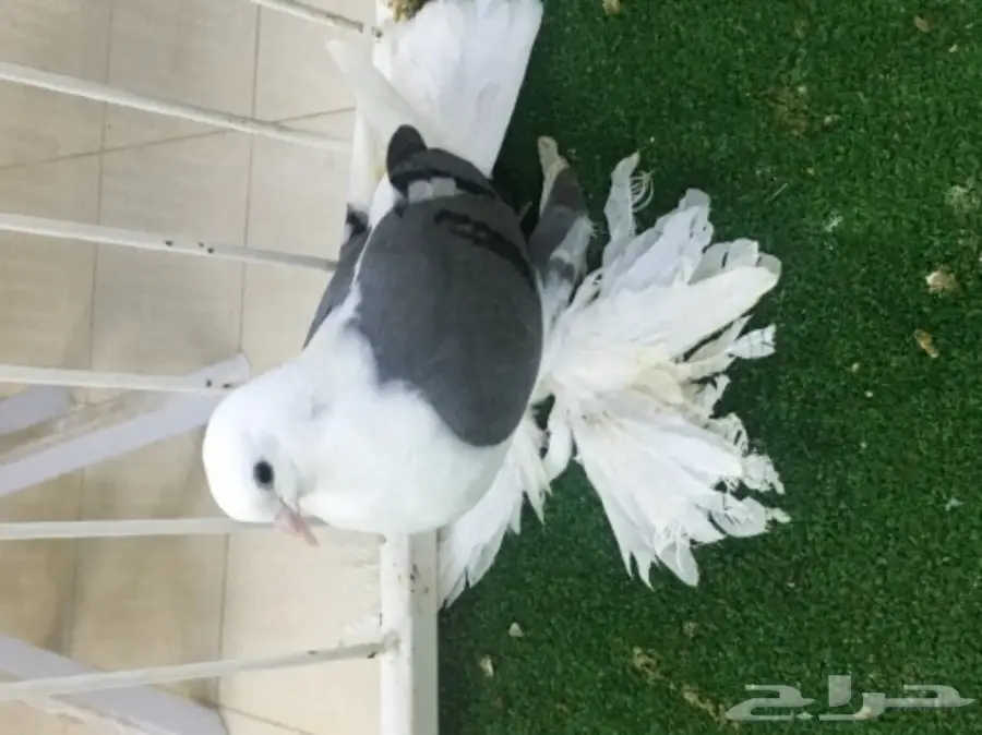 ساكسون بار (image 5)