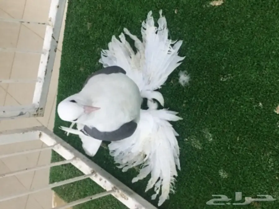 ساكسون بار (image 6)