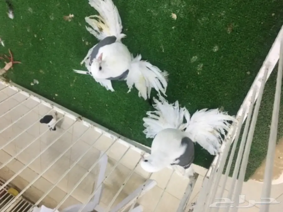 ساكسون بار (image 7)