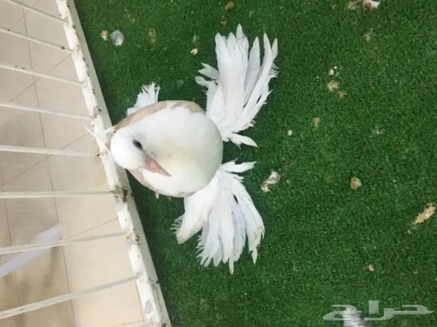 ساكسون بار (image 8)