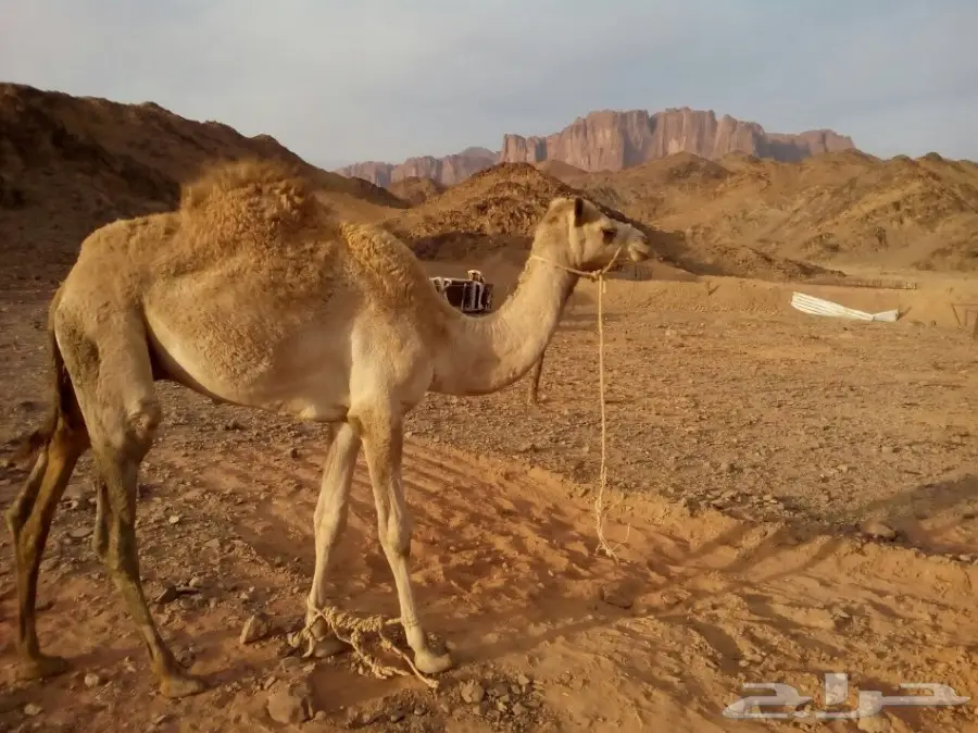 قعود حر من العيار الثقيل. 