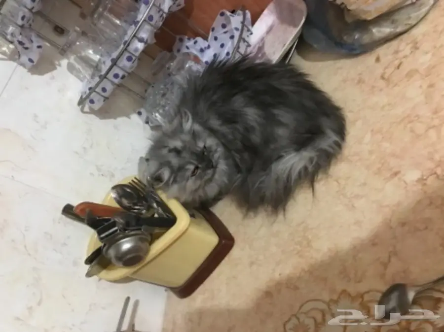 قط صغيره (image 1)