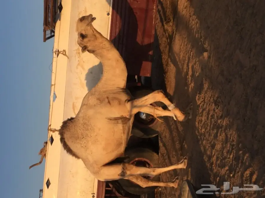 قعود مزيون من عيال الكنق 