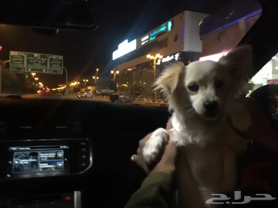 جرو فرنسي لطيف - فرصة لا تُفوّت!