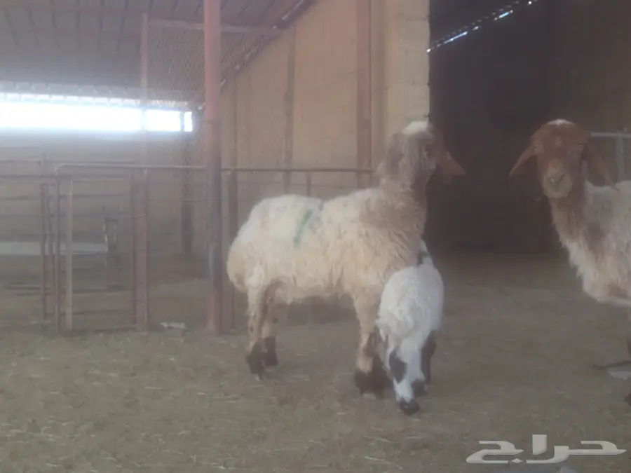 للبيع مطفل السن رباع دبسة طيبة (image 3)