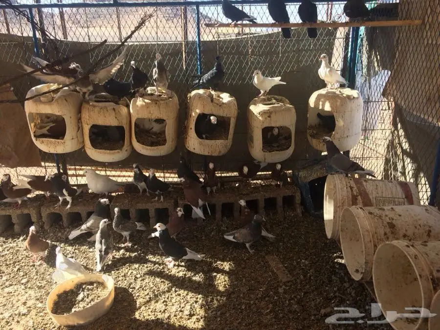 ادخل أمكن يصلحلك (image 7)