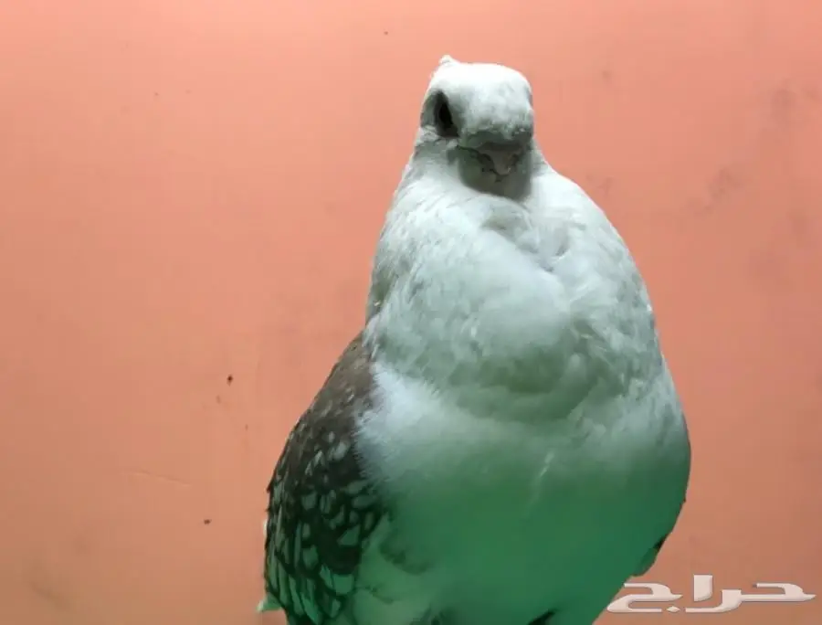 فحل ستانيات 2017 - فرصة استثمارية! (image 1)