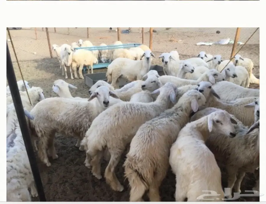 طليان حريه مع الذبح والتوصيل (image 13)