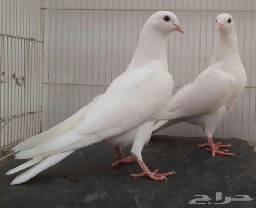 نوادر الباكستاني المطيار (image 6)
