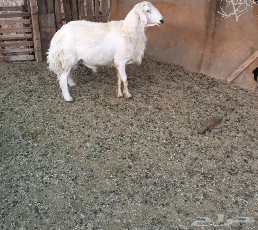 طلي فحل مشروط (image 2)