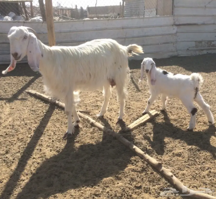 ثنيه برصا تحتها جفره (image 2)