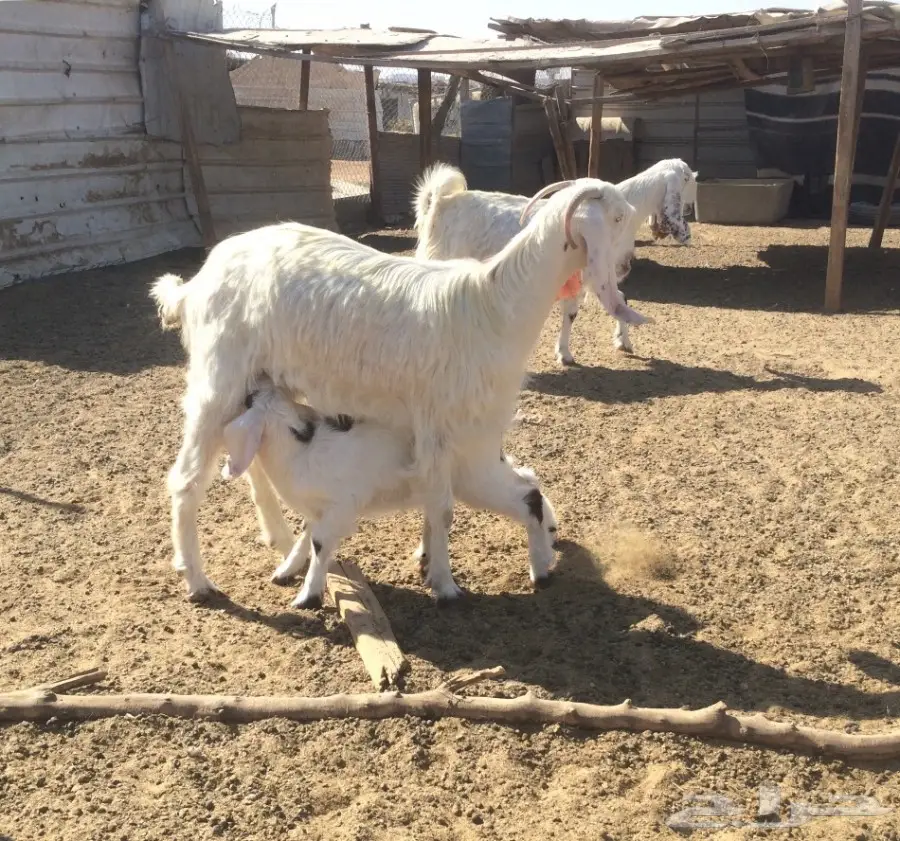 ثنيه برصا تحتها جفره (image 1)