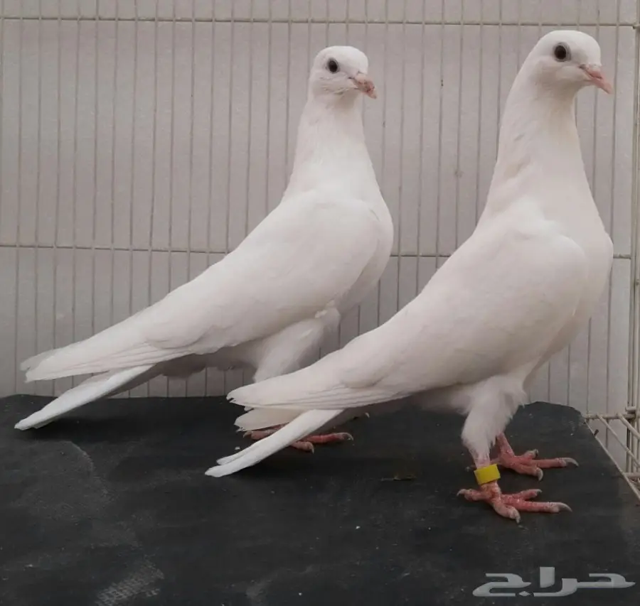 نوادر الباكستاني المطيار (image 1)