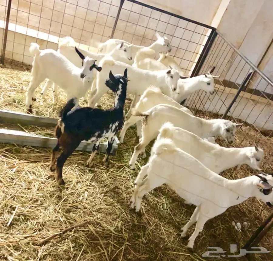 تيوس وجفار بيشيات سمان 