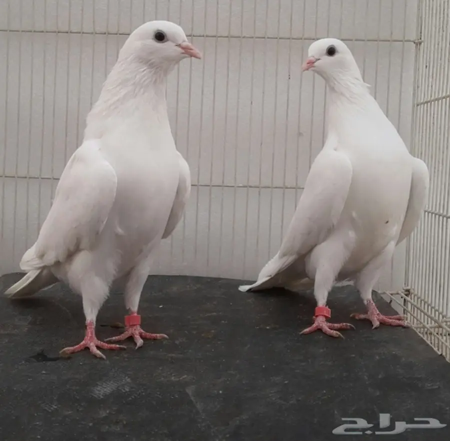 نوادر الباكستاني المطيار (image 4)