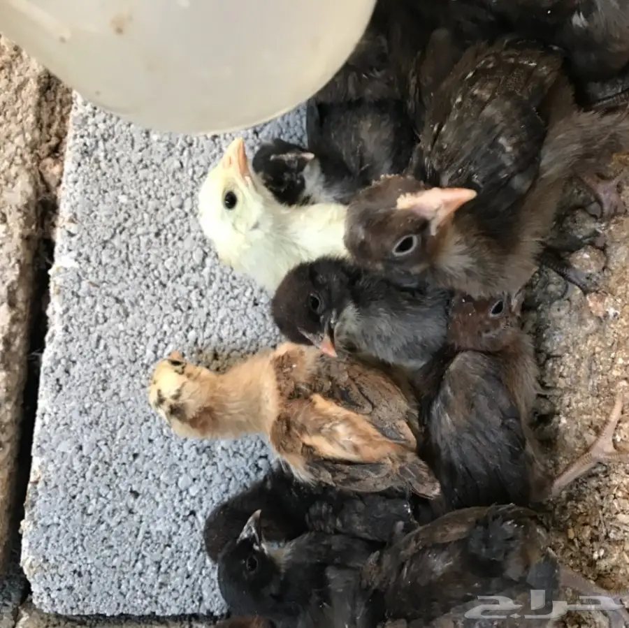 صوص بلدي 20 يوم (image 2)