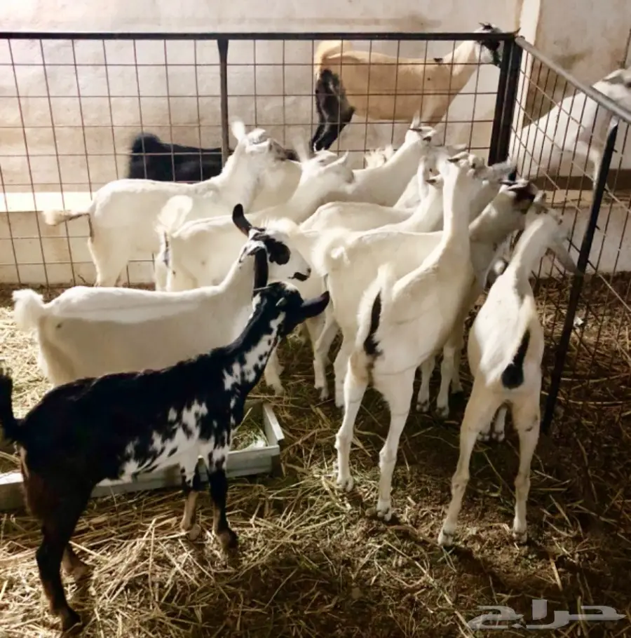 تيوس وجفار بيشيات سمان  (image 5)